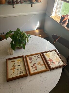 Vintage Mushroom Botanical Prints in Wooden Frames - Set of 3 - Brown